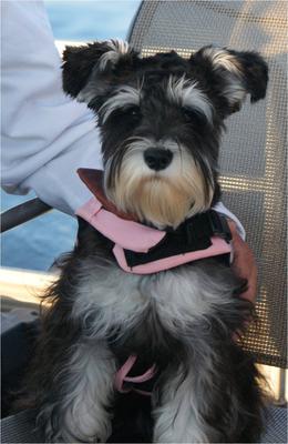 Mini Schnauzer Izzy