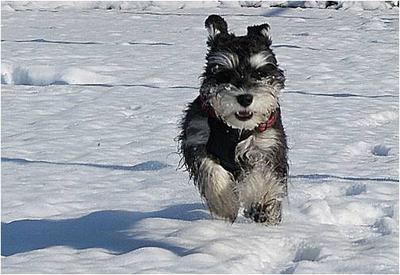 Mini Schnauzer Izzy