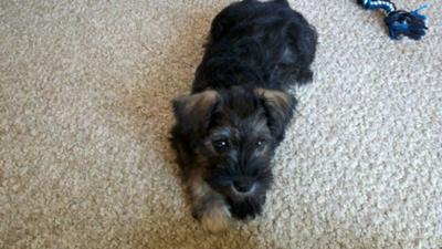 Mini Schnauzer Jaxin