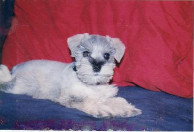 Miniature Schnauzer Kizer