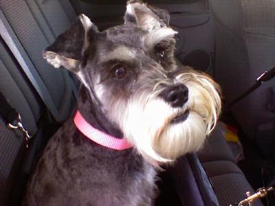 Miniature Schnauzer Kori in Her Car Seat & Ready to Ride