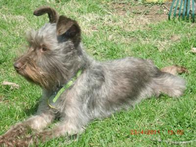 Miniature Schnauzer Lil Shank