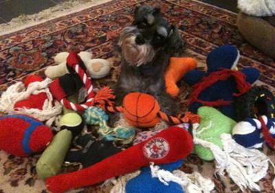 Miniature Schnauzer Lola