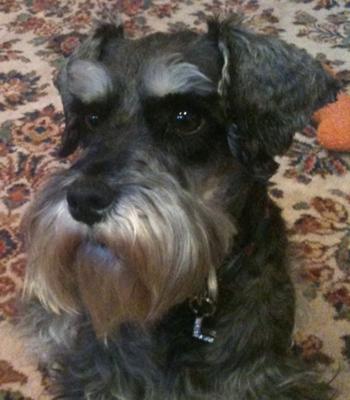 Miniature Schnauzer Lola