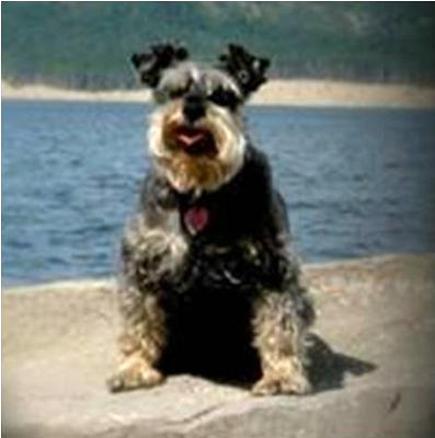 Miniature Schnauzer Lucy