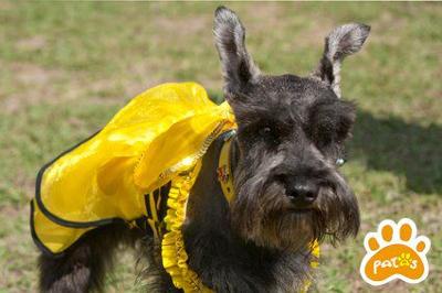 Miniature Schnauzer Luna