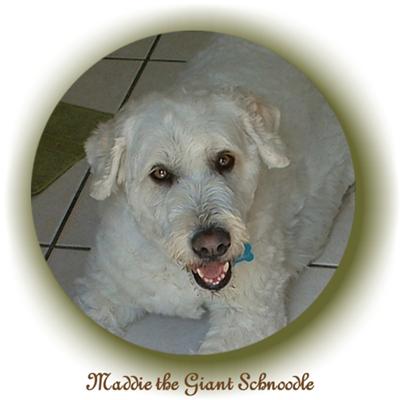 Maddie Schnoodle