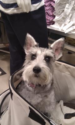 Miniature Schnauzer Madeline