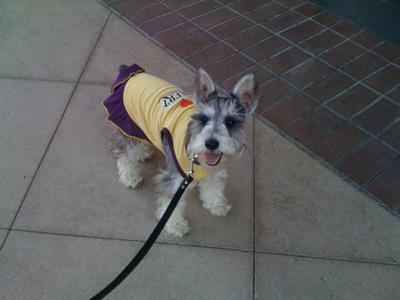 Miniature Schnauzer Madeline