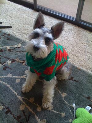 Miniature Schnauzer Madeline