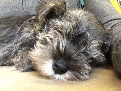 Sleepy Pup at School During Finals