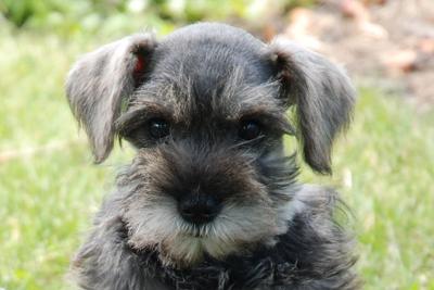 Miniature Schnauzer Milo