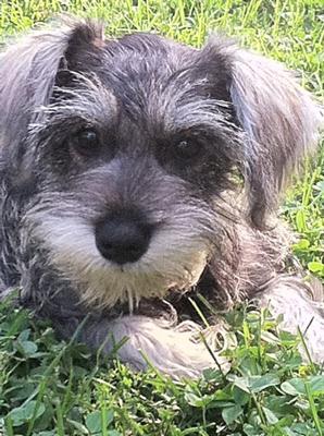 Miniature Schnauzer Milo