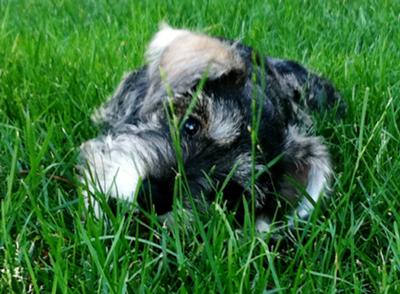 Miniature Schnauzer Milo