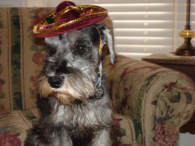 Miniature Schnauzer, Mom made me wear this!