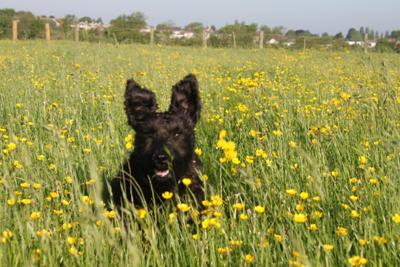 Jasper in a field of buttercups