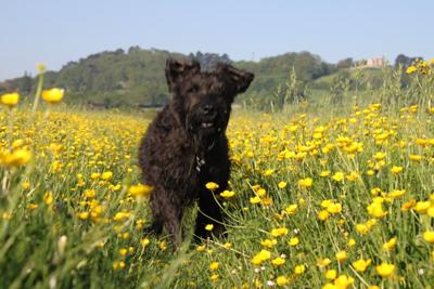 Miniature Schnauzer Jasper