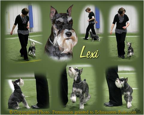 Mini Schnauzer Lexi Obedience Training