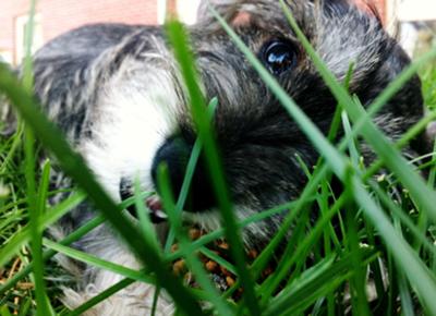 Mini Schnauzer Milo