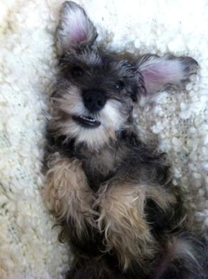 Mini Schnauzer Milo