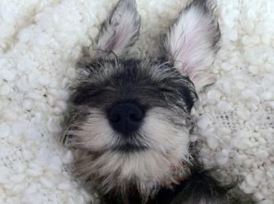 Mini Schnauzer Milo