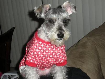 Miniature Schnauzer, Minnie