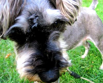 Miniature Schnauzer Rooney