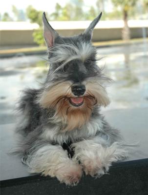 Miniature Schnauzer, Velvet Birdie - Schnauzer of the Month March 2010