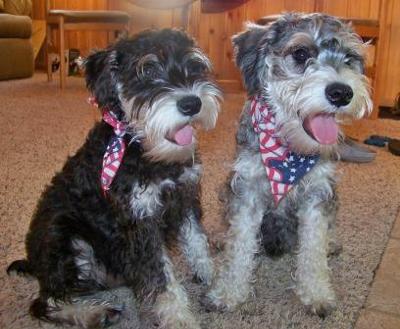 Patriotic Pooches Bogey and Boots