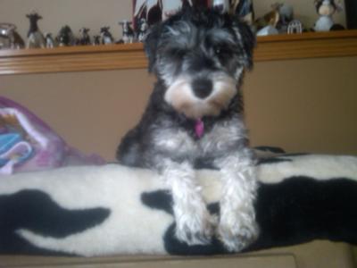 Miniature Schnauzer Annabelle