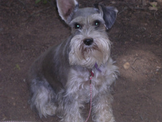 Miniature Schnauzer, Not me mommy!