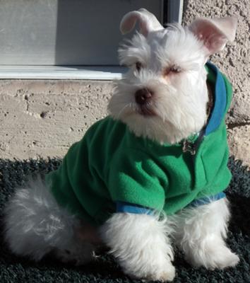 Miniature Schnauzer Blizzard