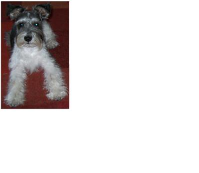 Mini Schnauzr Bogie 7 months old