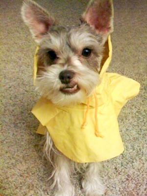 Miniature Schnauzer, BRODY