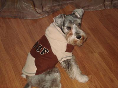 Miniature Schnauzer Butch