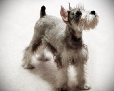 Miniature Schnauzer Chancelor (Chance) Gray