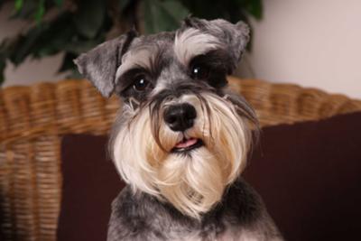 Miniature Schnauzer Daisy