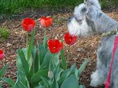 Miniature Schnauzer Damien