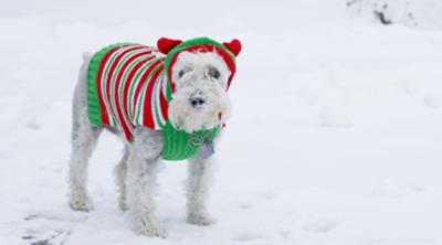 Miniature Schnauzer Dorie Vogel