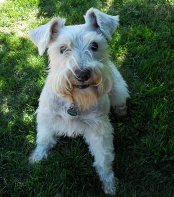 Miniature Schnauzer Drover