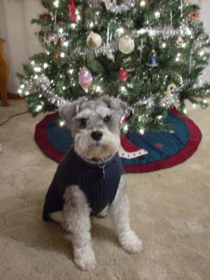 Mini Schnauzer Fizzy Under Christmas Tree