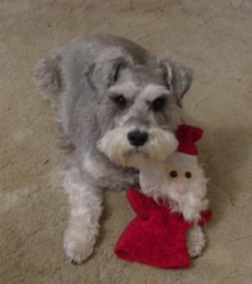 Schnauzer Fizzy with Santa Toy