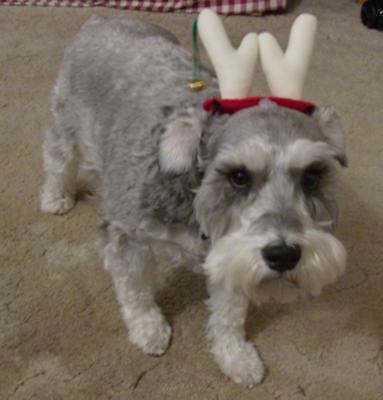 Schnauzer Fizzy the Reindeer