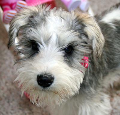 Mini Schnauzer Flossy