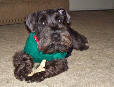 Miniature Schnauzer, Harley