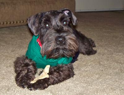 Miniature Schnauzer, Harley