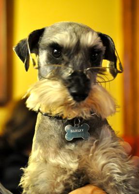 Miniature Schnauzer Harley