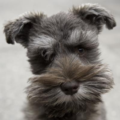 schnauzer puppy