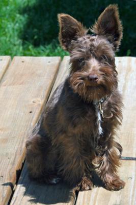 Miniature Schnauzer Leo