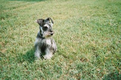 Miniature Schnauzer Link 